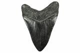 Fossil Megalodon Tooth - South Carolina #340142-1